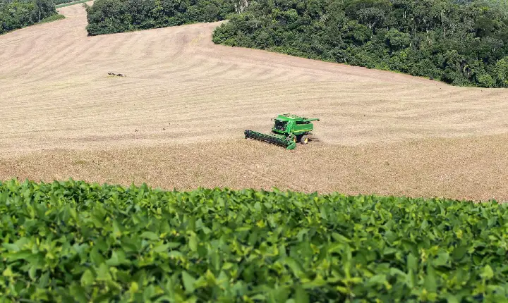 Área semeada e bom clima mantêm expectativa de safra recorde para o feijão no Paraná