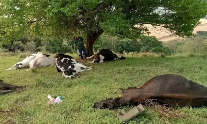 Raio mata 10 vacas leiteiras em Verê