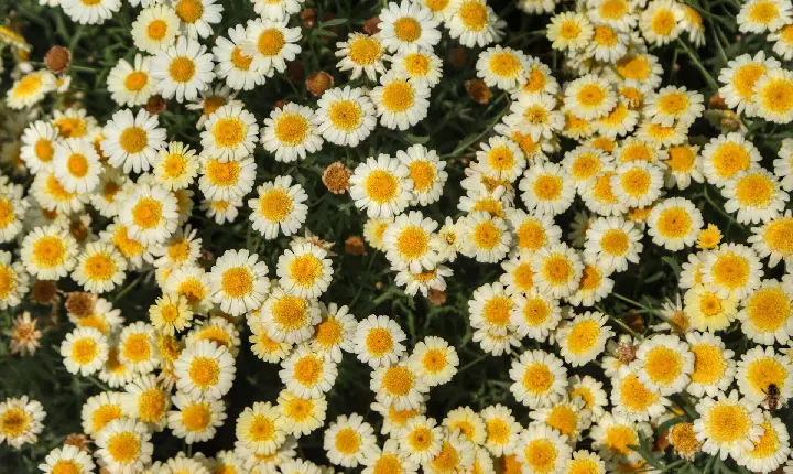 Símbolo da primavera, floricultura teve crescimento de 15,2% no Paraná