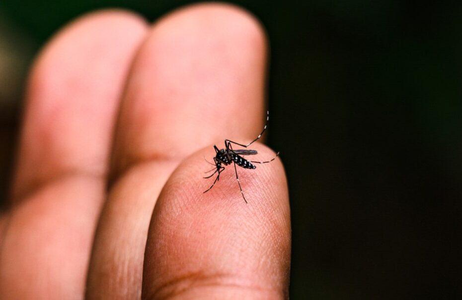 Boletim informativo: Casos de dengue em São Jorge D' Oeste baixaram