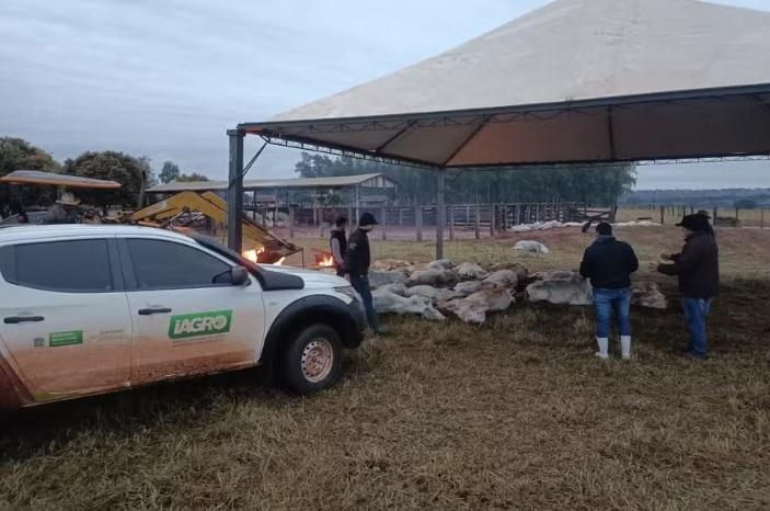 Frio extremo causa morte de bois e gera prejuízos milionários no MS