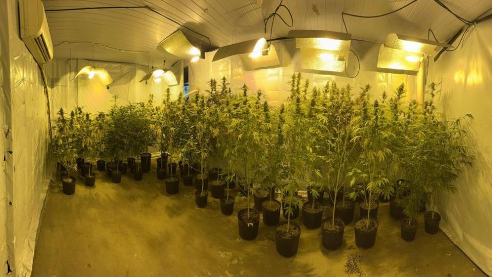 Polícia encontra mais uma estufa com 500 pés de maconha no PR