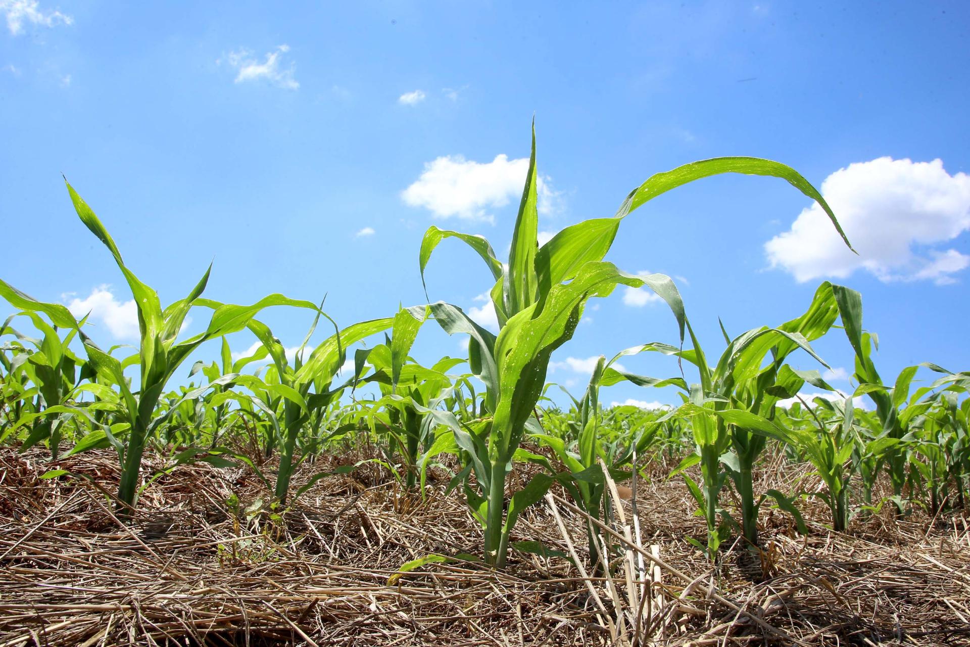 Governo renova Fundo de Aval para garantia em financiamentos à agricultura familiar