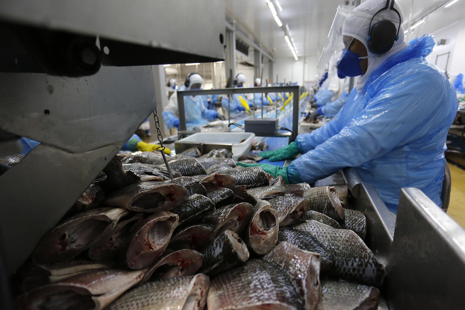 Paraná tem dez cidades entre as campeãs nacionais da pecuária e aquicultura