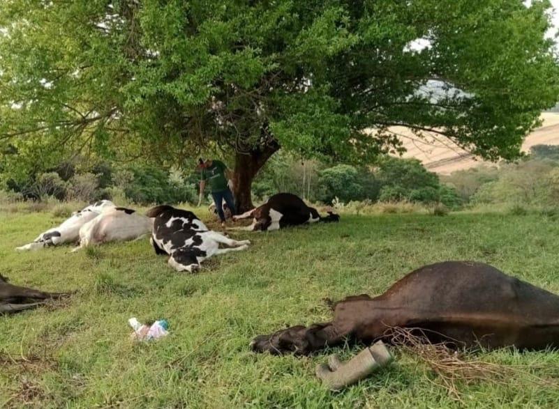 Raio mata 10 vacas leiteiras em Verê